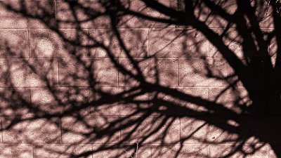 branching shadows