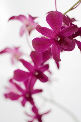Gale's orchid 2