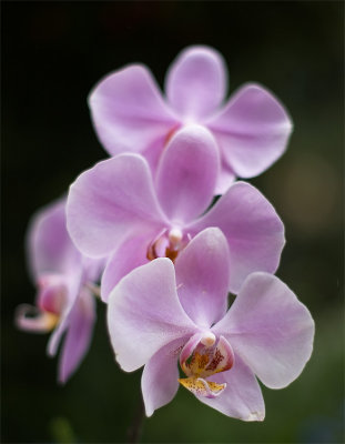 orchid wave