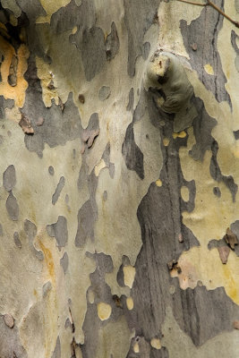 bark study I