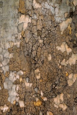 bark study III