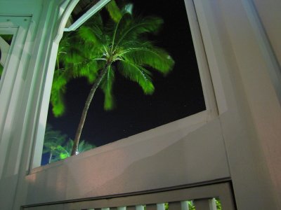 015palmsatnight.jpg