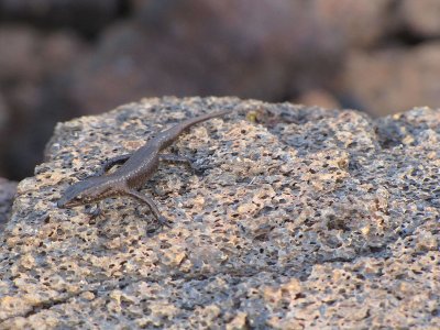 027lavalizard.jpg