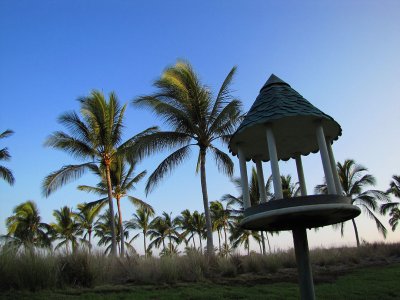 037birdsandpalms.jpg