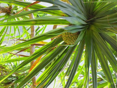 043pineappleforest.jpg