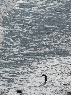 047blacksandswimmer.jpg