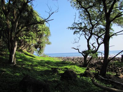 050greencarpet.jpg
