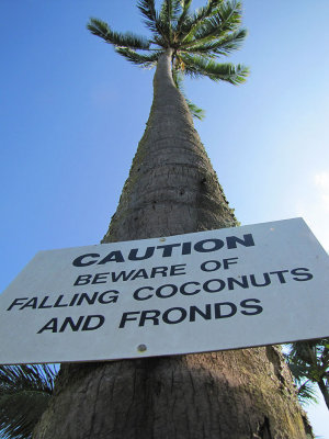 062fallingfronds.jpg