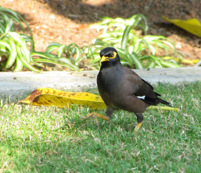 065birdstroll.jpg