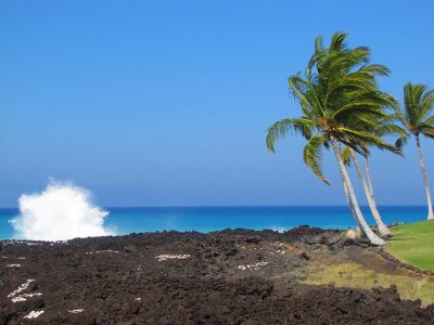 078splashpalm.jpg
