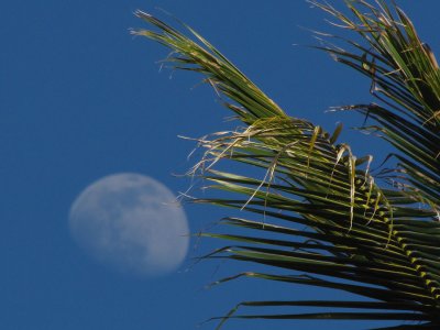 097palmmoon.jpg