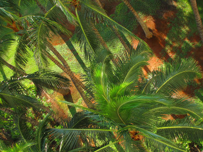 099birdseyepalm.jpg