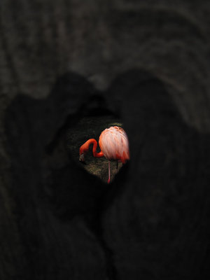 02flamingoknot.jpg