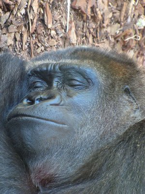10simianslumber.jpg