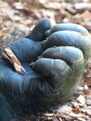 11gorillahand.jpg