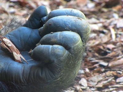 12gorillahand.jpg