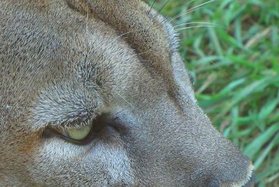 16cougar.jpg