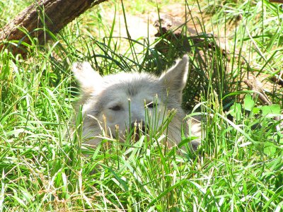 19wolfgrass.jpg