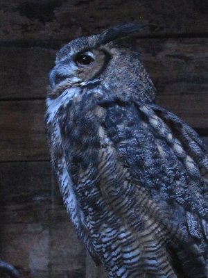 20nightowl.jpg