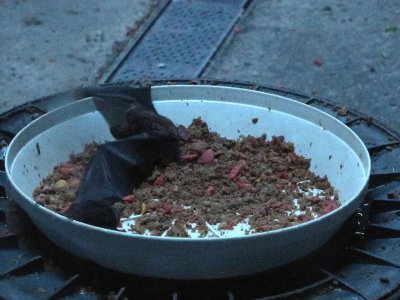 22batfood.jpg