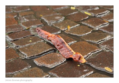 the feared Belgian cobblesnake