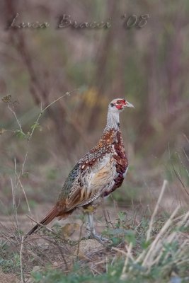 Pheasant (Phasianus colchicus)