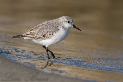 Sanderling (Calidris alba)