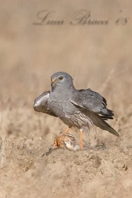 Montagu's Harrier (Circus pygargus)