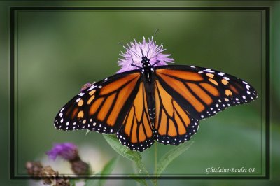 Monarque - Danaus plexippus 