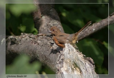 Tohi  flancs roux (Rufous-sided Towhee)