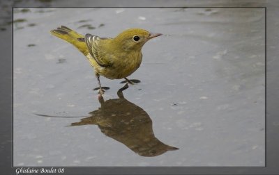 Paruline jaune (Yellow Warbler)