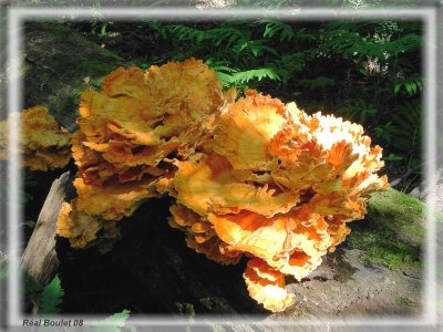 Polypore soufr