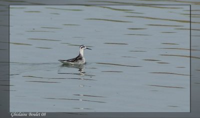 Phalarope  bec troit (Red-necked Phalarope)