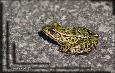 Grenouille lopard