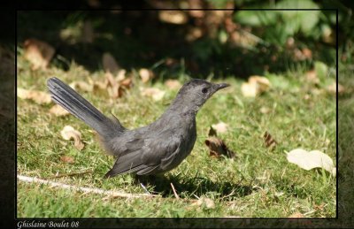 Moqueur chat (Gray Catbird)