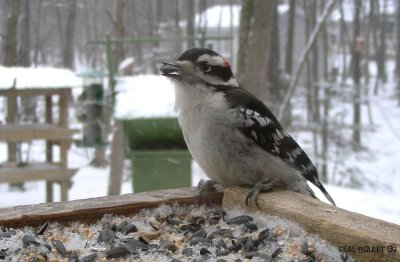 Pic mineur (Downy Woodpecker)