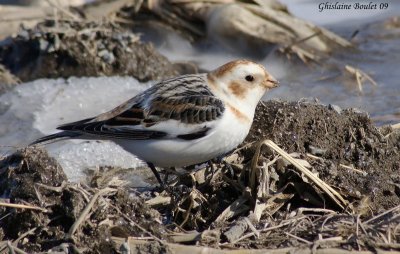 Plectrophane des neiges (Snow Bunting)