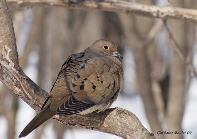 Tourterelle triste (Mourning Dove)