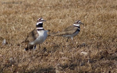 Pluvier kildir (Kildeer)