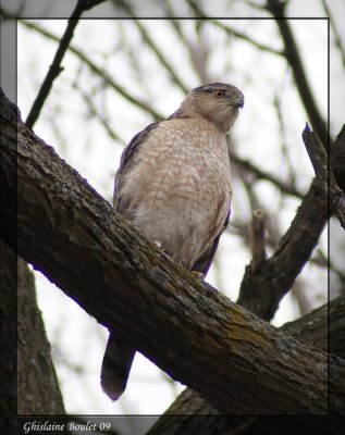 Épervier de Cooper (Cooper's Hawk)