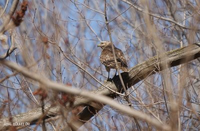 Buse  paulettes (Red-shouldered Hawk)