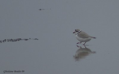 Pluvier siffleur (Piping Plover)