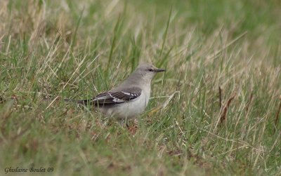 Moqueur polyglotte (Northern Mockingbird)