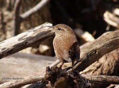 Troglodyte des frets (Winter Wren)