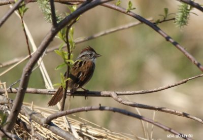 Bruant des marais (Swamp Sparrow)