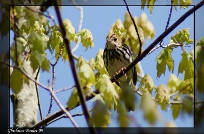 Paruline couronne (Ovenbird)