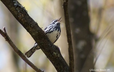 Paruline noir et blanc (Black-and-white Warbler)