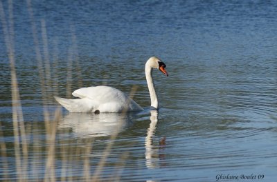 Cygne tubercul (Mute Swan)