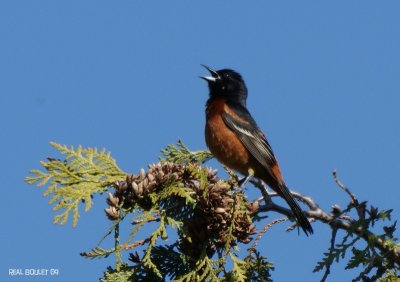 Oriole des vergers (Orchard Oriole)