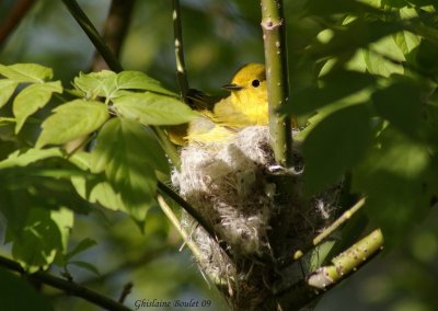 Paruline jaune (Yellow Warbler)